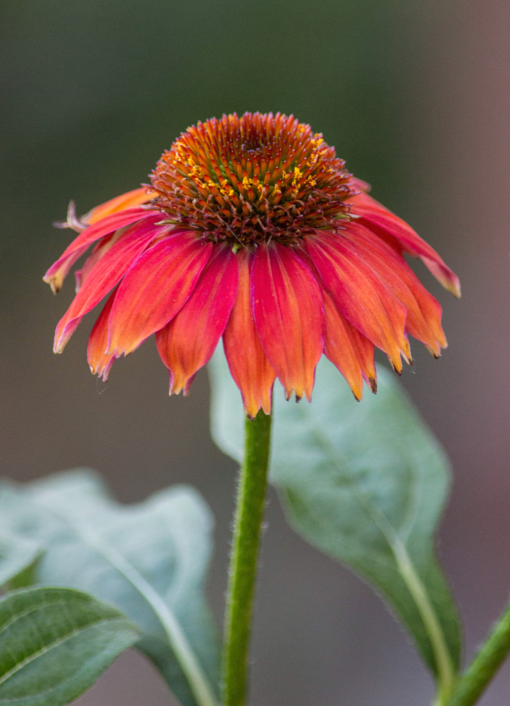 Cone Flower 8