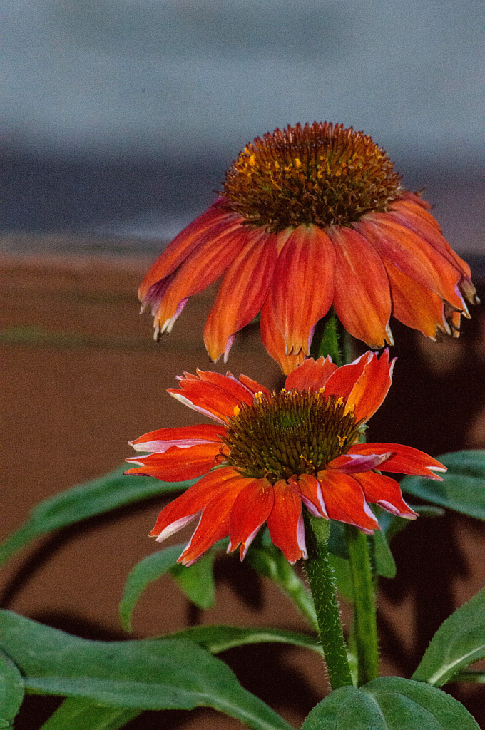 Cone Flowers 9