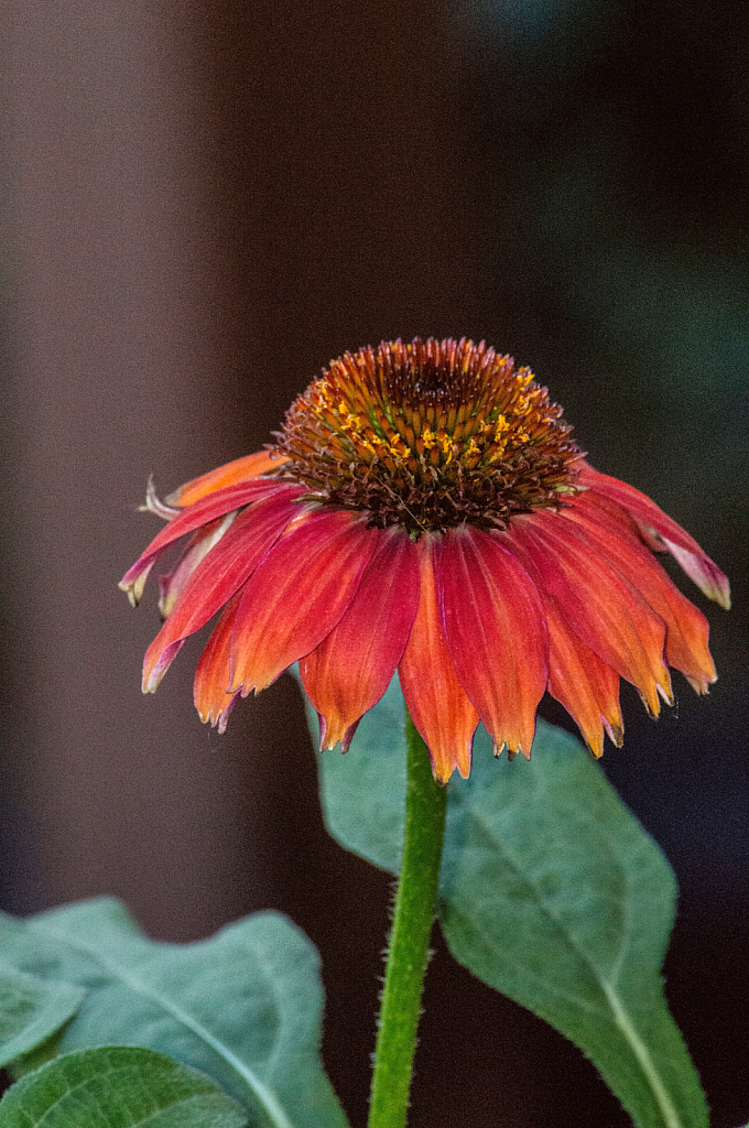 Cone Flower 2