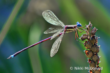 Hanging On - Dragonfly