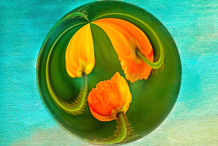 Poppies in a Ball