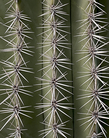 Prickly Spikes