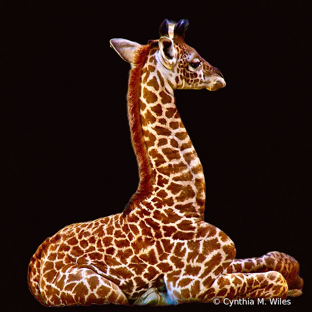 Baby Giraffe 