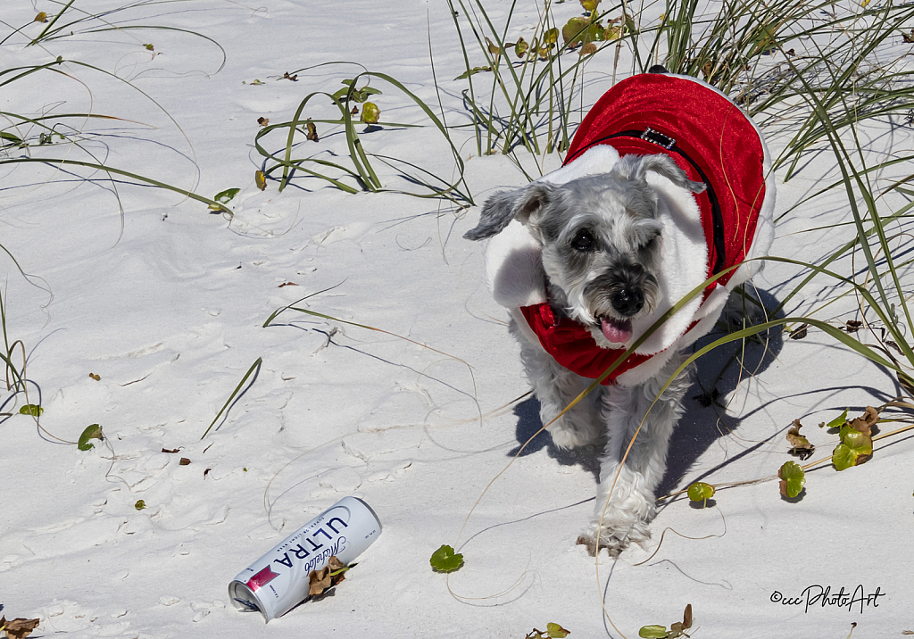 Bob's Beach Buddy - ID: 16007776 © Candice C. Calhoun