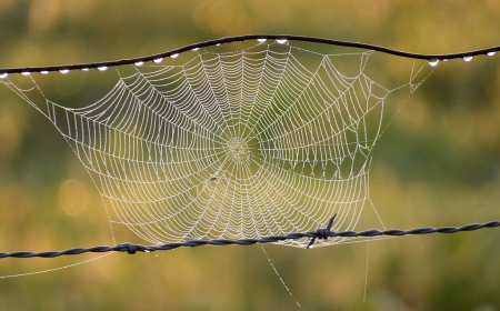 Web On The Wire