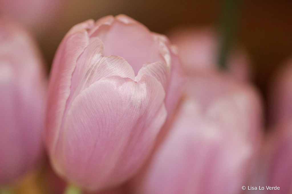 Pretty In Pink