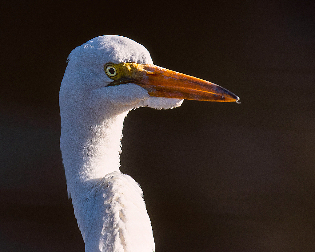 Great Egret (Portrait) - ID: 16007877 © Terry Korpela