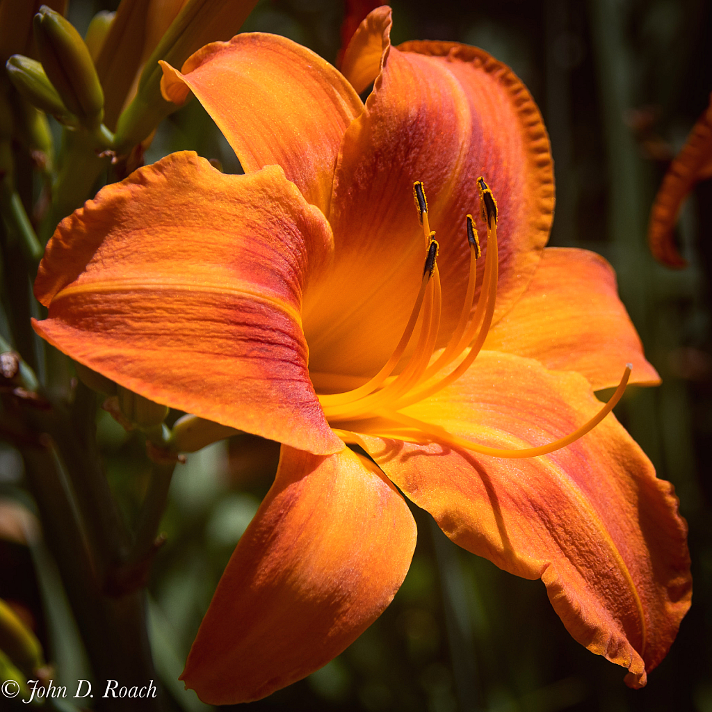 Beautiful Day Lily - ID: 16007936 © John D. Roach