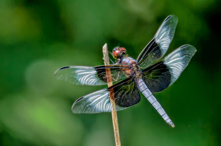 Widow Skimmer