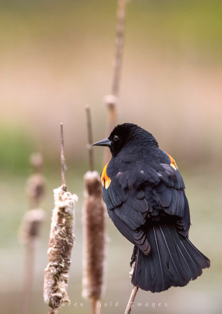 Red Wing Blackbird