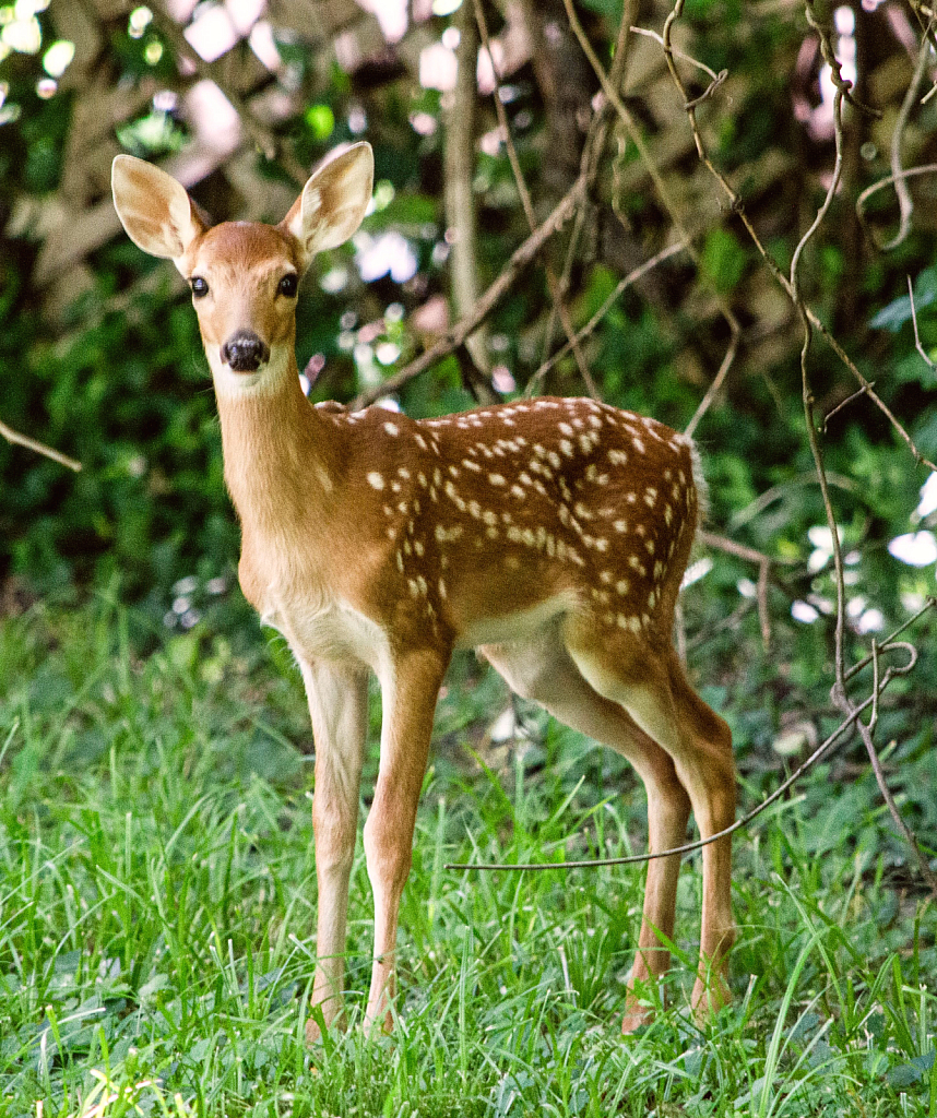 Curious and Cautious