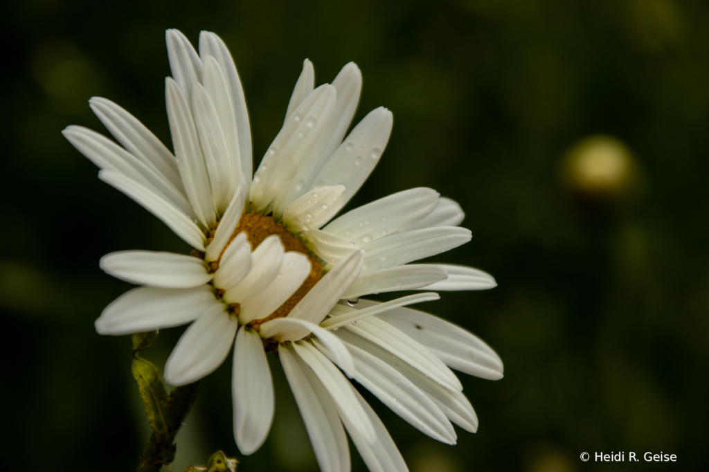 Daisy, Daisy...