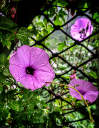 ~ ~ MORNING GLORY DEWS ~ ~ 