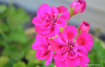Geranium Color