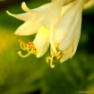 Hosta Blossom