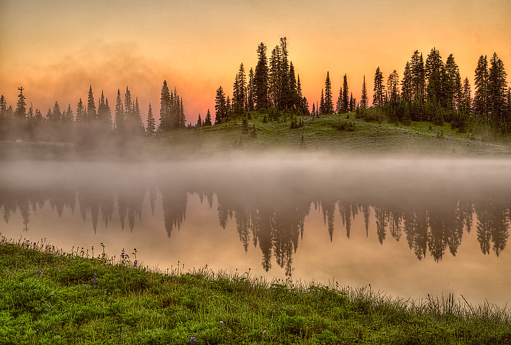 Pink Fog