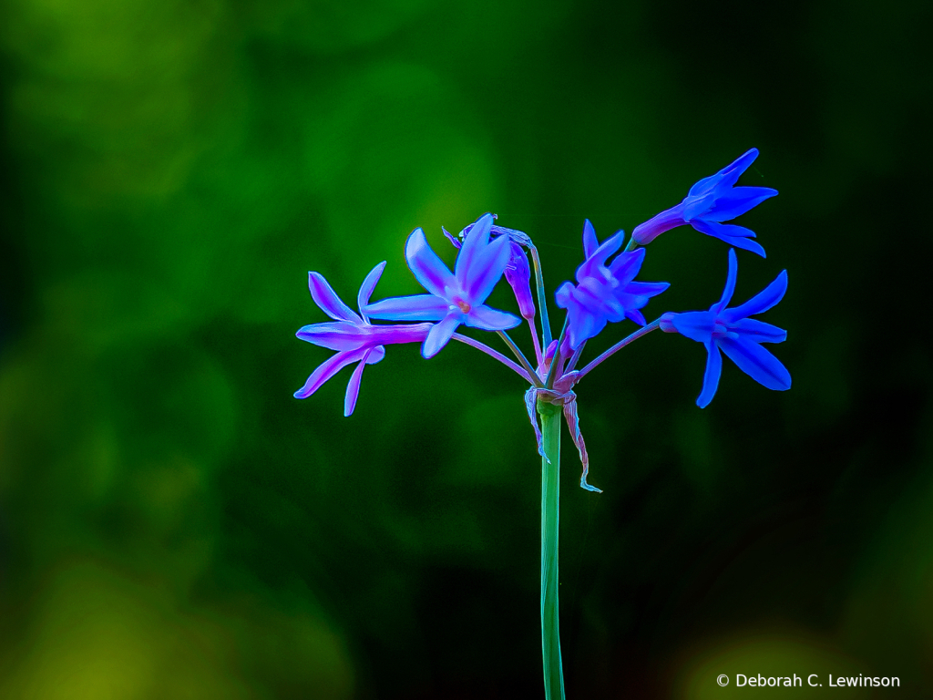 Garden Beauty