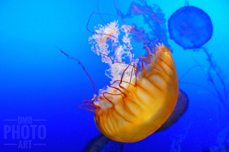 ~ ~ DANCING JELLYFISH ~ ~ 