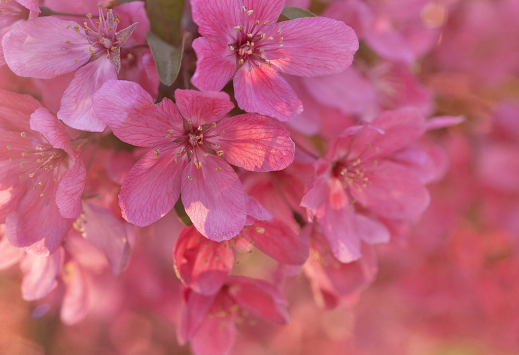 Apple Blossom Time