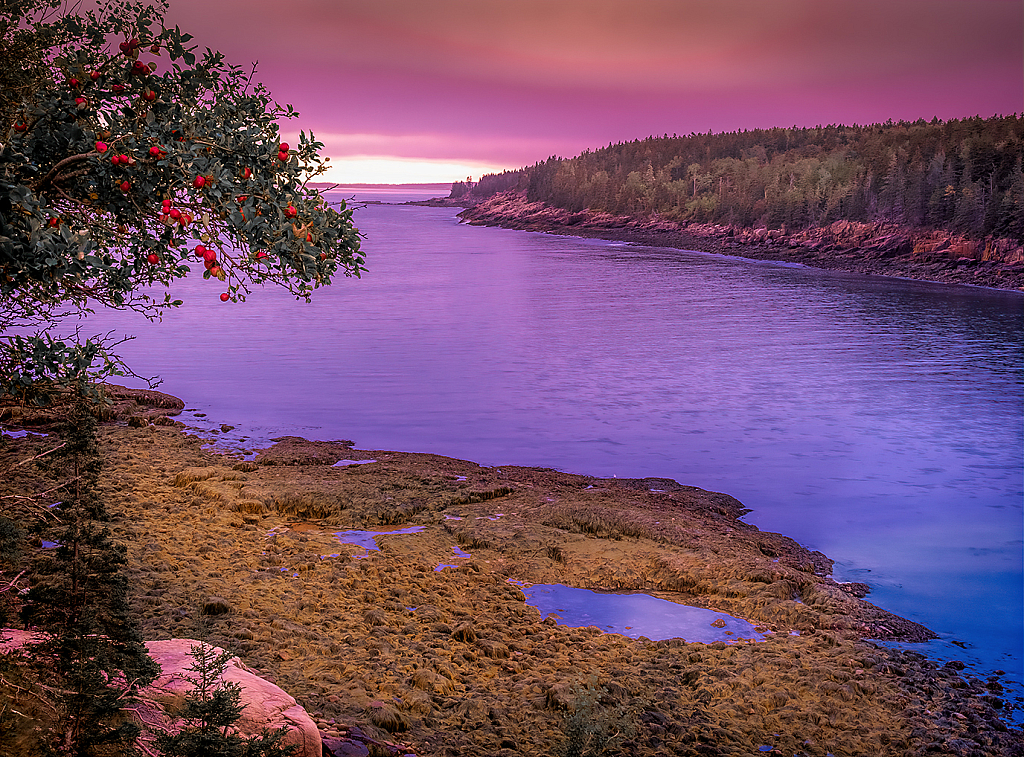 Fruits of Acadia, Maine - ID: 16008203 © Martin L. Heavner