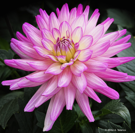 Pretty Pink Tipped Dahlia