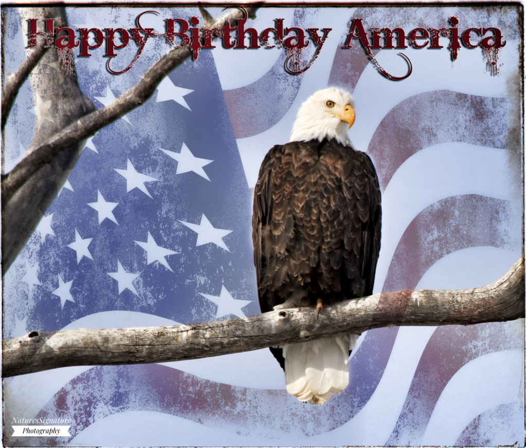 ~ Happy Birthday America ~ - ID: 16008706 © Trudy L. Smuin