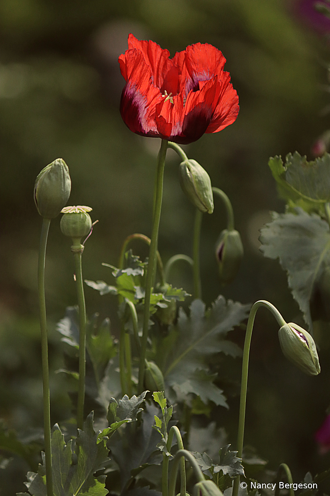 Red Poppy 