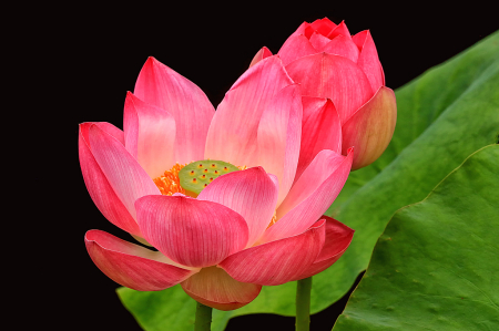 Pink Lotus and Bud