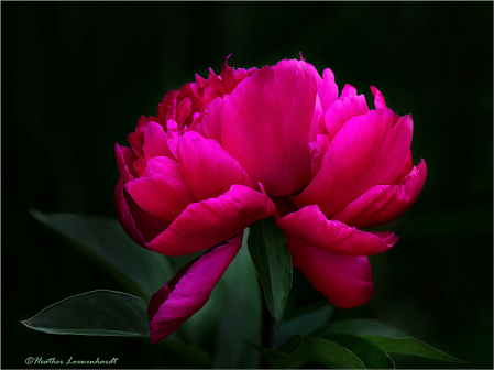 Peony In Pink