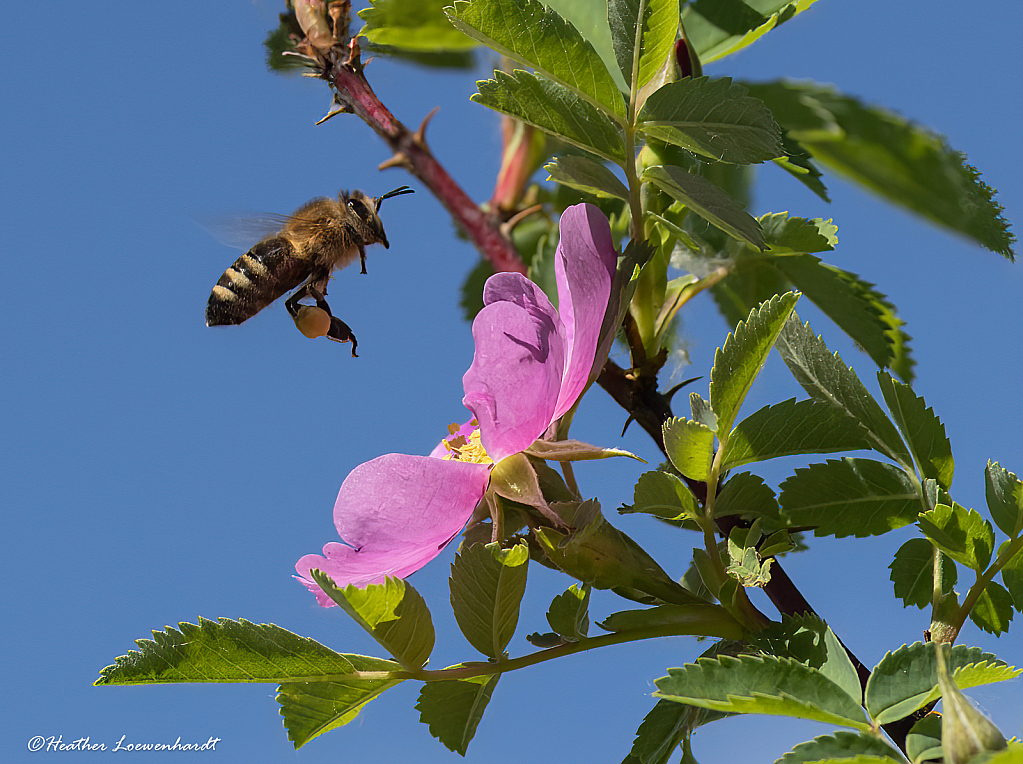 The Flight of the Bumblebee