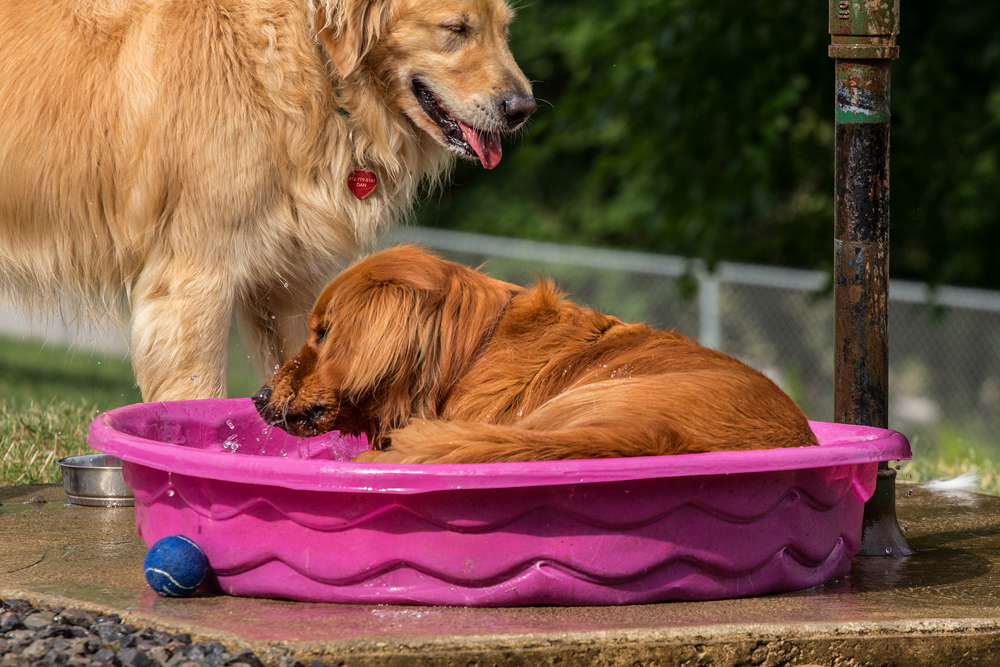 Two Sunny Golden Retrievers 