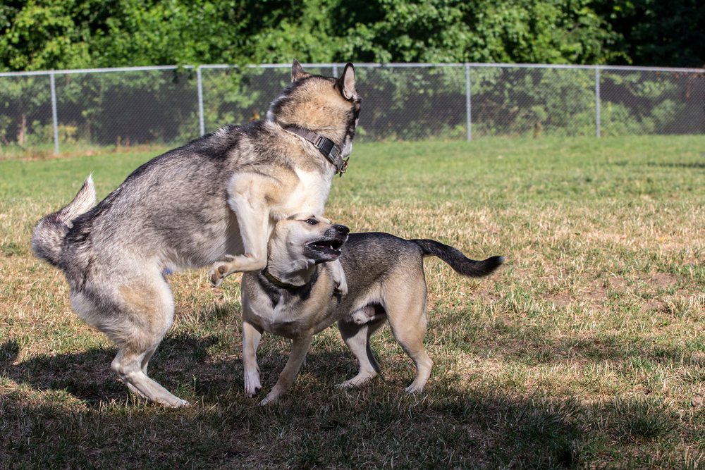 Theo & Loki 