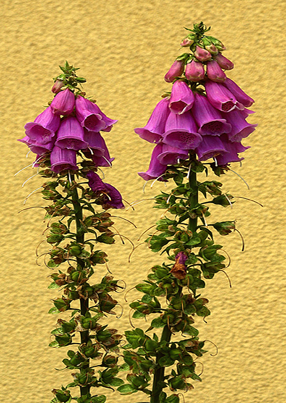 Digitalis Purpurea