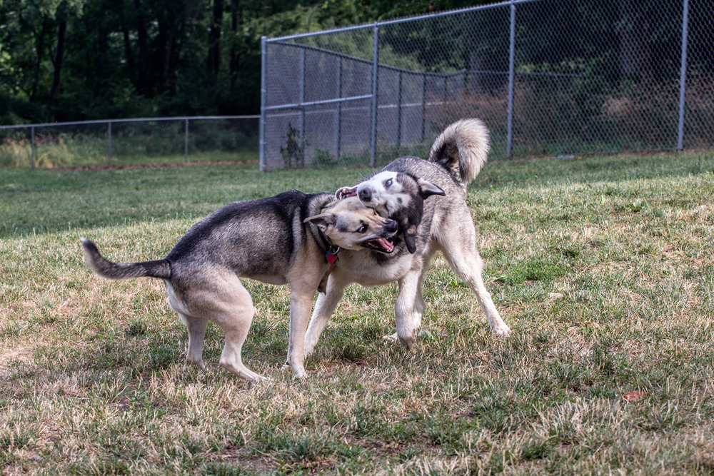 Loki & Theo