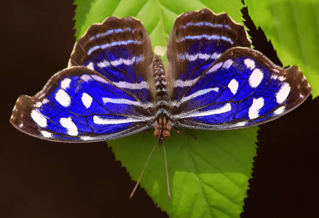 Blue and White Butterfly