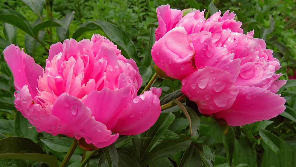 Pink Peonies