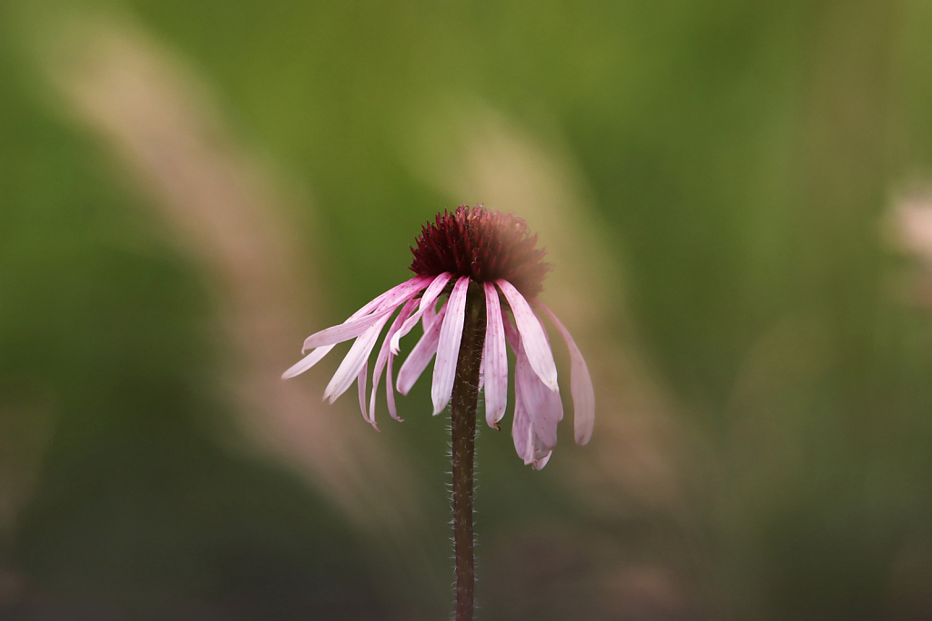 Prairie Diva