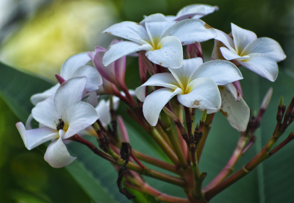 DELICATE LITTLE FLOWERS