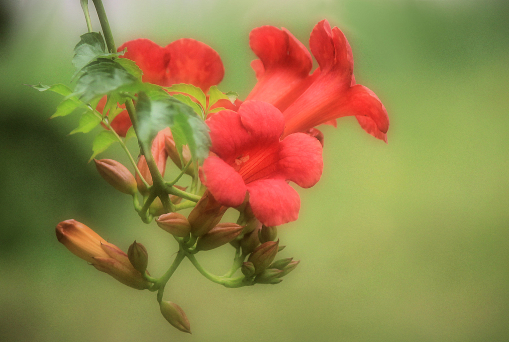 trumpet vine in soft focus