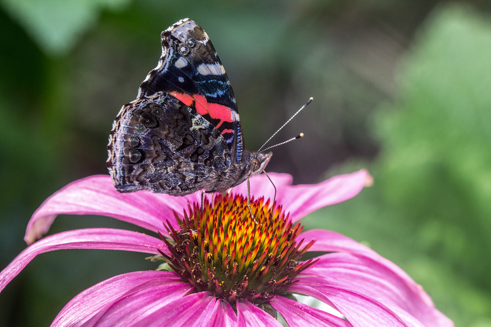 Red Admiral 