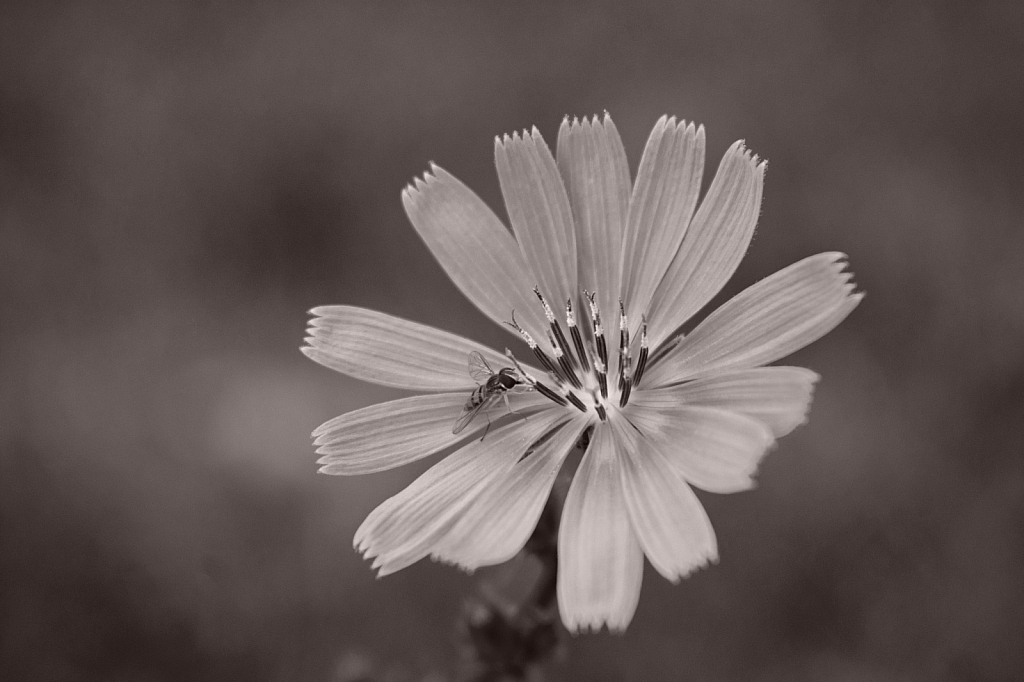 Small Chicory in Black and White With a Bee