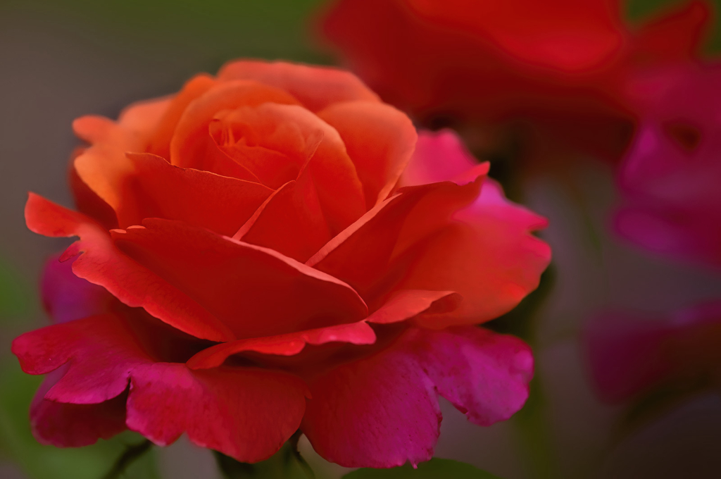 Dreamy Rose - ID: 16008923 © Kelley J. Heffelfinger