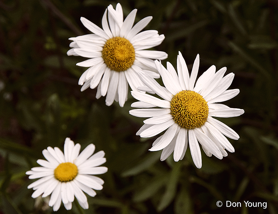 Dasies - ID: 16008983 © Don Young