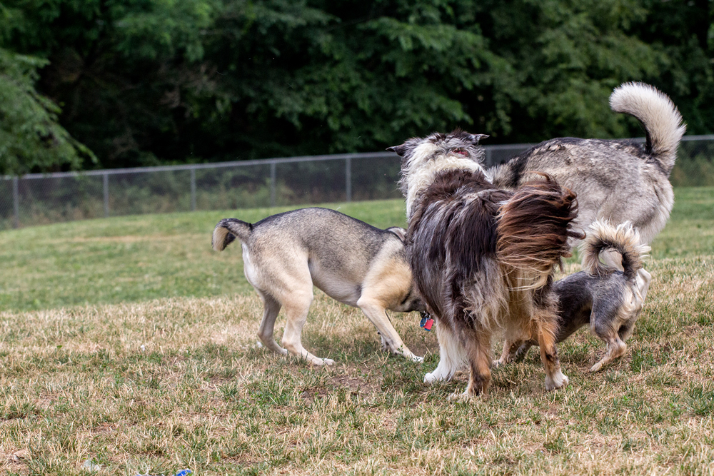 The Huddle: A Meeting of Tails 