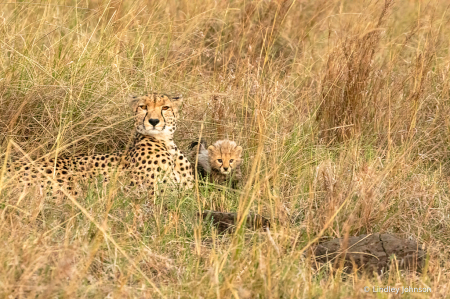 Cheetah Mother and Cub