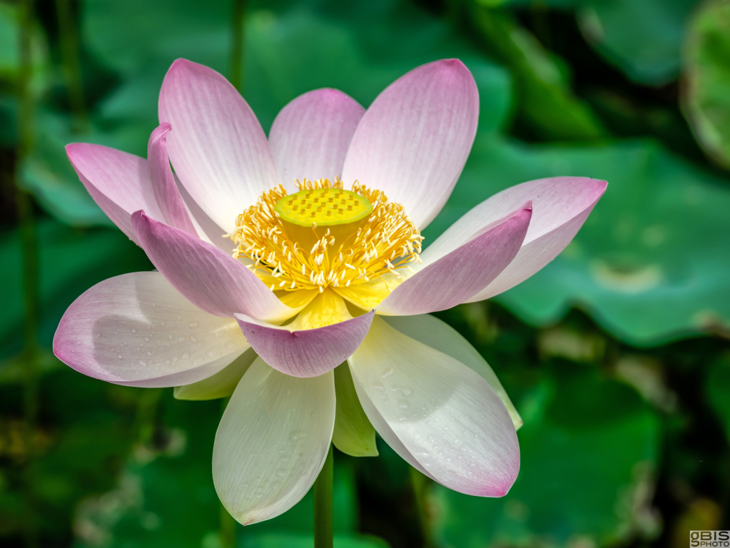 Lotus Bloom