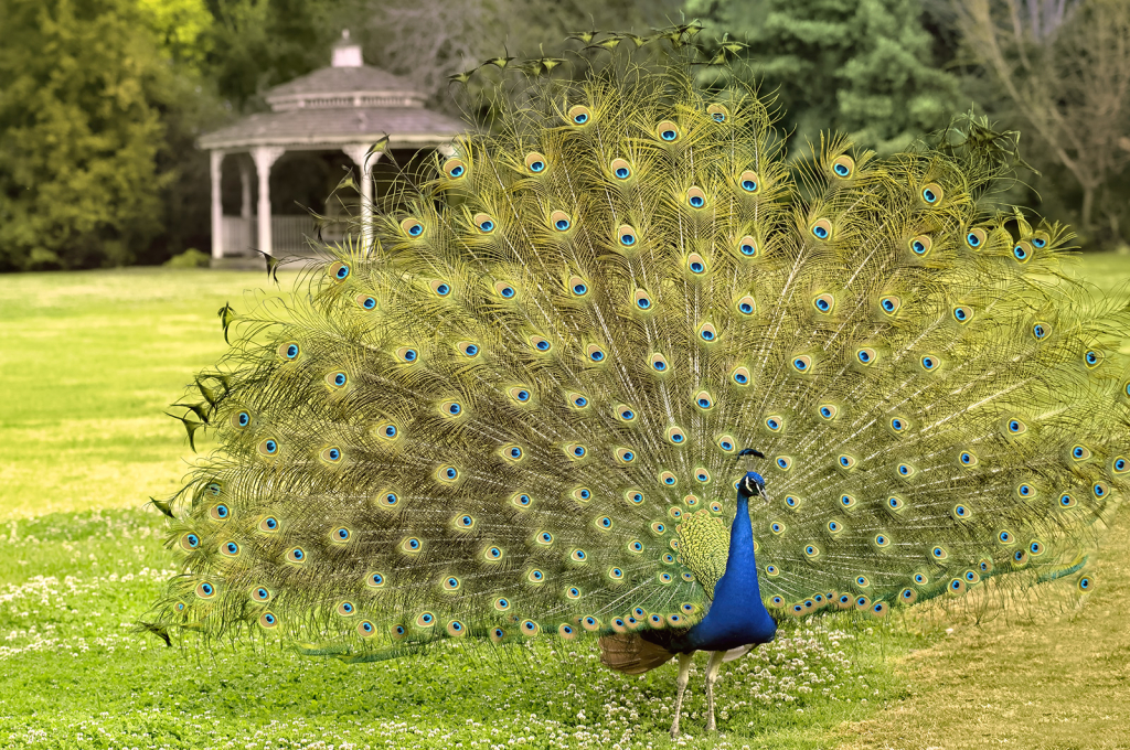 Peacock Pose - ID: 16009108 © Kelley J. Heffelfinger