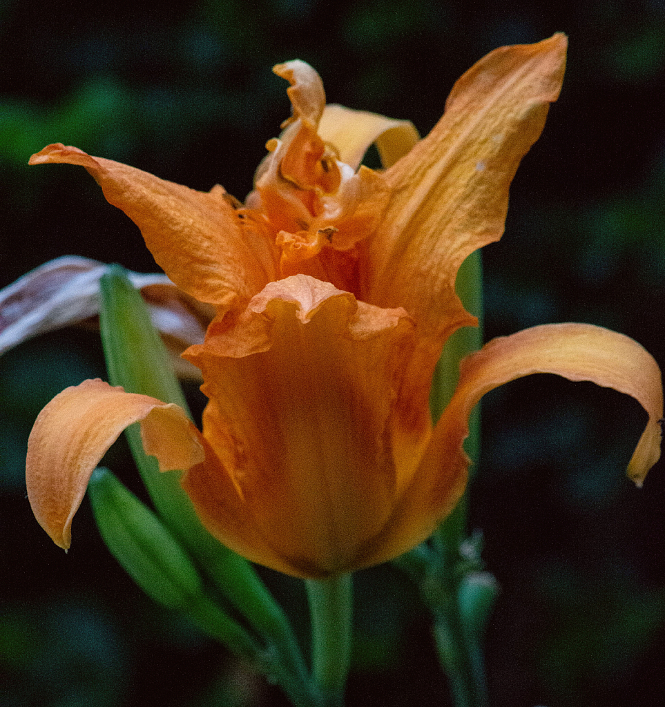 Day Lily 15