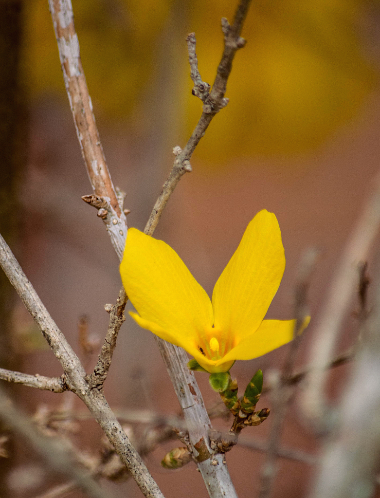 Forsythia  bloom