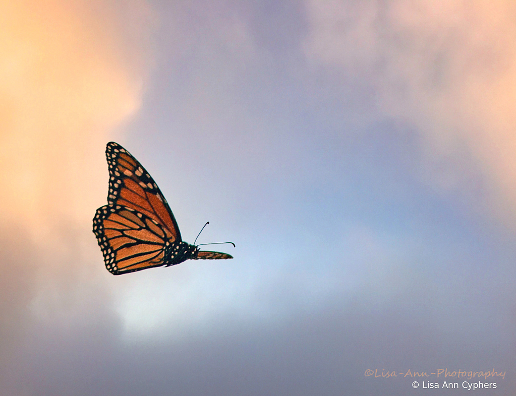 Monarch in flight - ID: 16009132 © Lisa Ann Cyphers